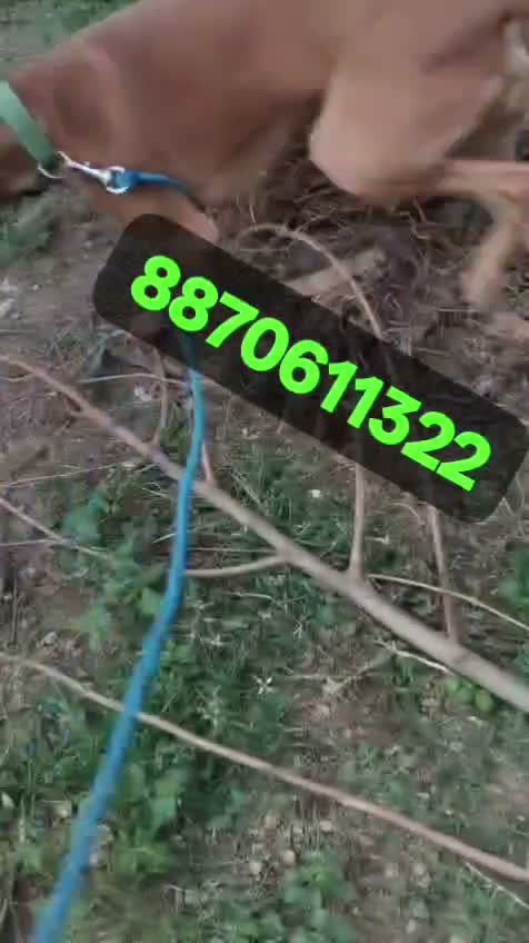 Chippiparai Puppy, farm video