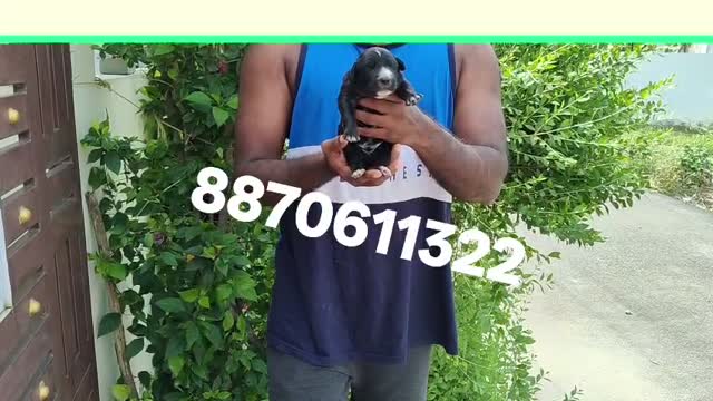 Pitbull Terrier Puppy, farm video