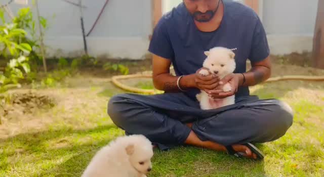 Toy Poodle Puppy, farm video