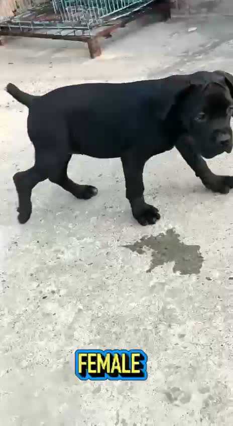 Cane Corso Puppy, farm video