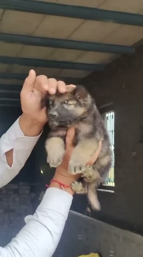 German Shepherd Puppy, farm video