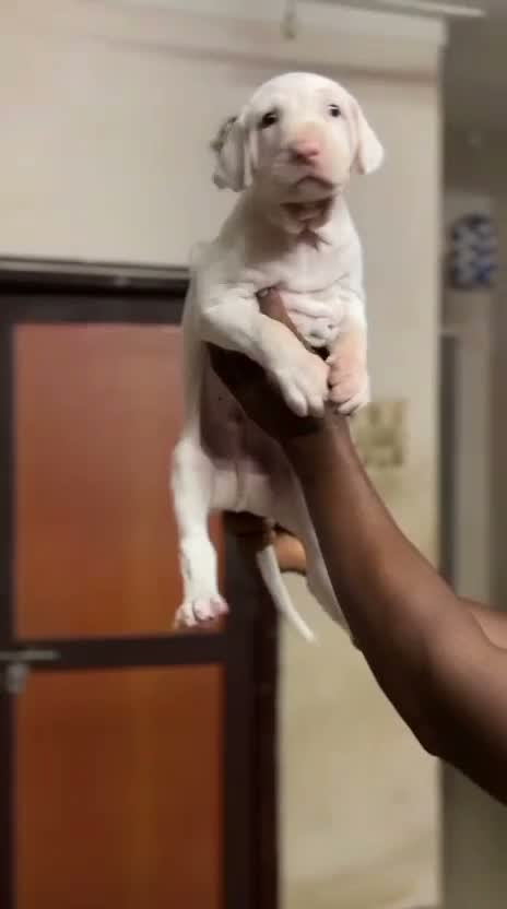 Rajapalayam Puppy, farm video