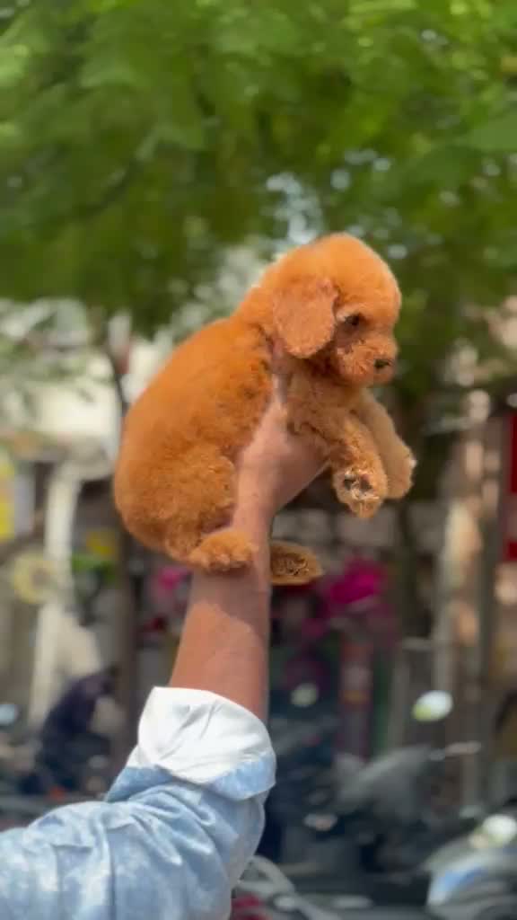 Standard Poodle Puppy, farm video