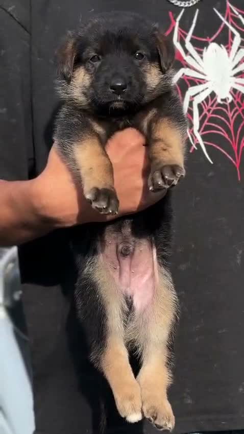 German Shepherd Puppy, farm video