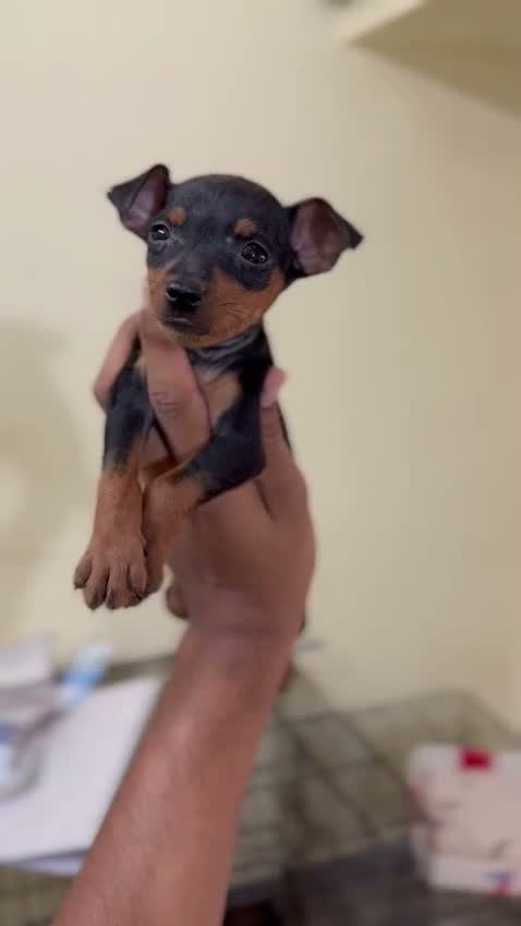 Miniature Pinscher Puppy, farm video