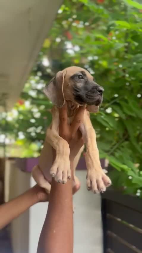 Great Dane Puppy, farm video