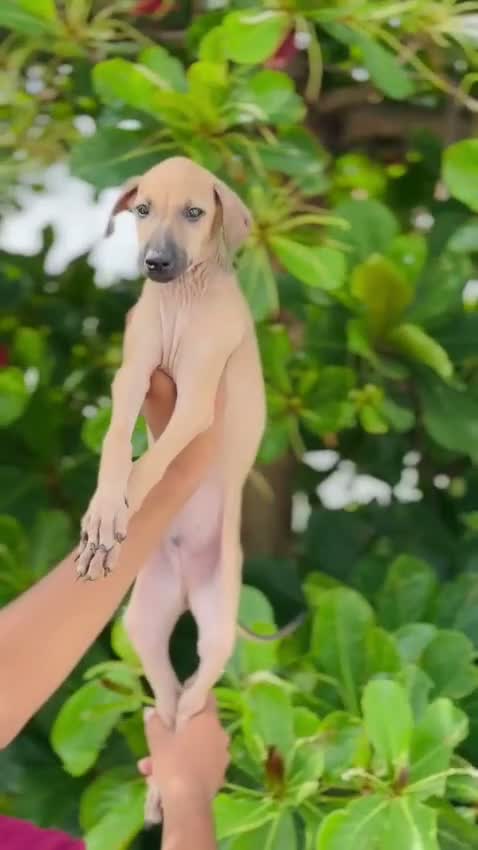 Chippiparai Puppy, farm video