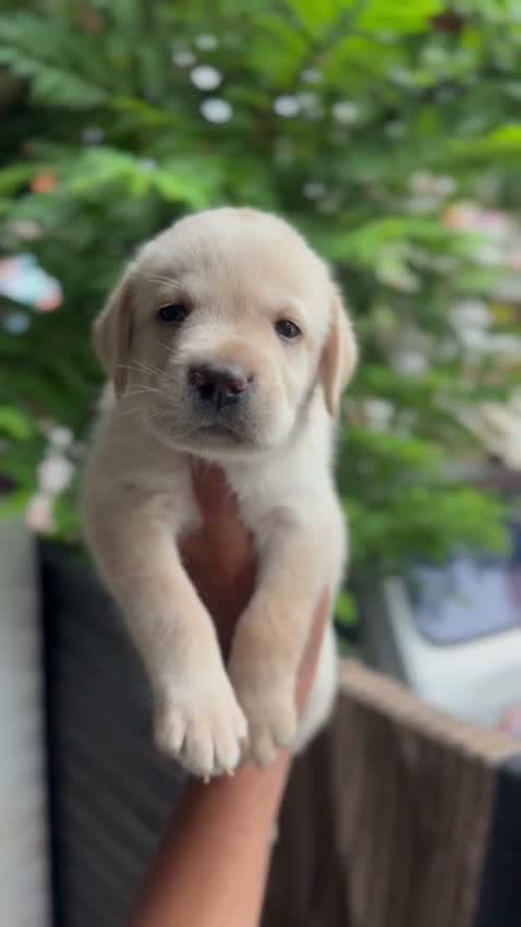 Beagle Black & Tan Puppy, farm video