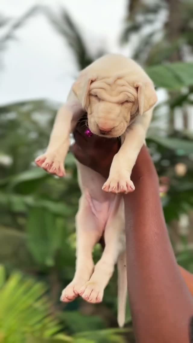 Rajapalayam Puppy, farm video