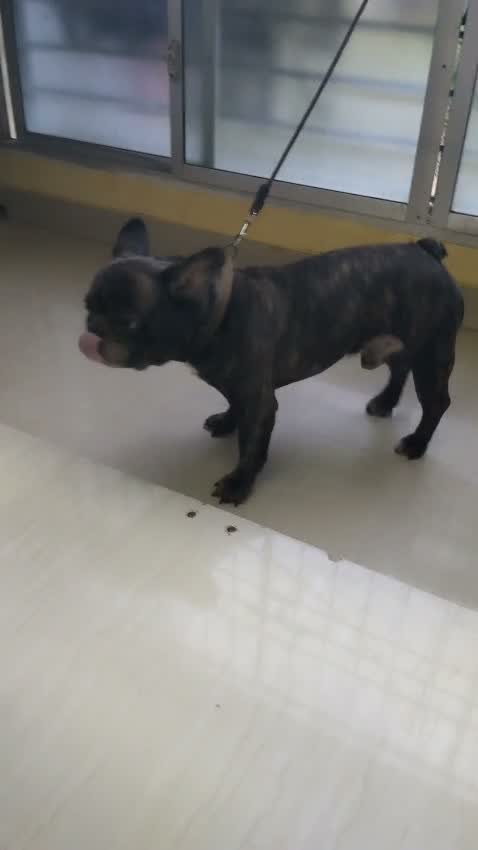 French Bulldog Puppy, farm video