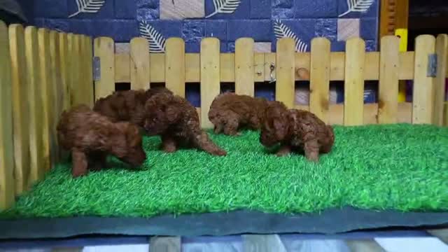 Standard Poodle Puppy | White, farm video