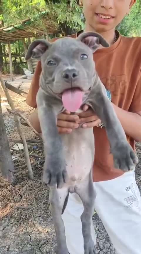 American Bully Pocket Size Puppy, farm video