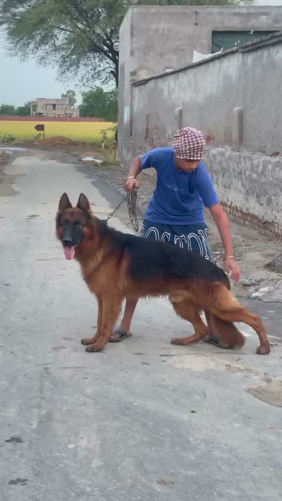 German Shepherd Puppy, farm video