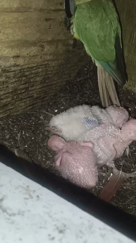 Pineapple Headed Conure, farm video