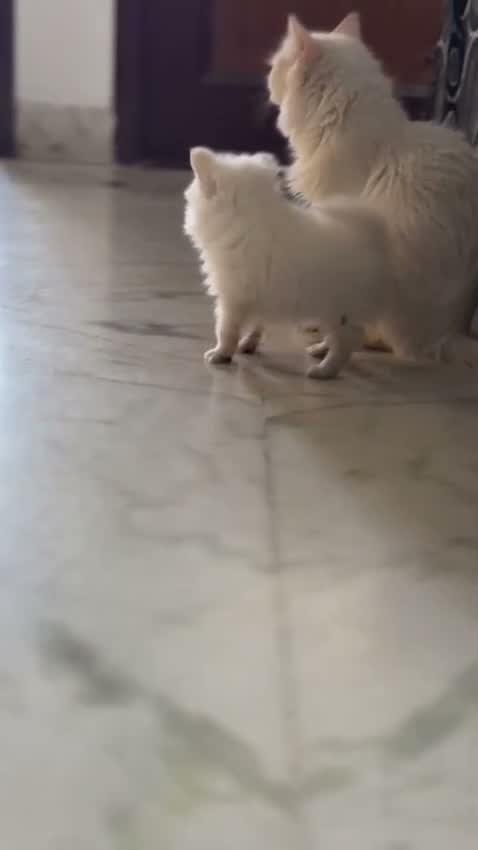 Pomeranian Puppy, farm video