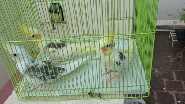 Cockatiel, farm video