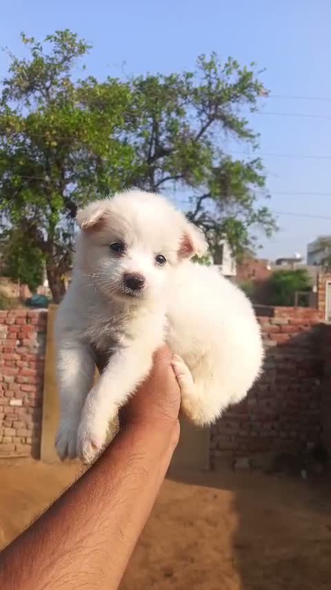 Pomeranian Puppy, farm video