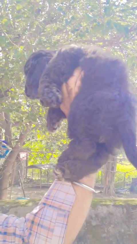 Cocker Spaniel Puppy, farm video