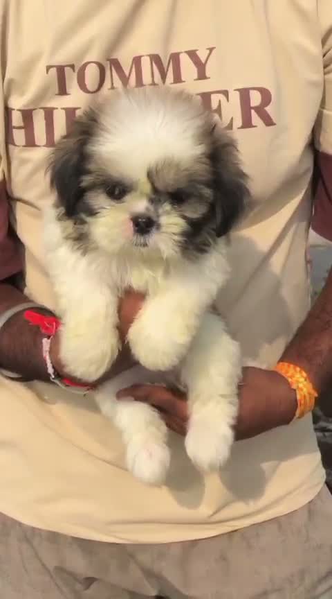 Shih Tzu | Black Color, farm video
