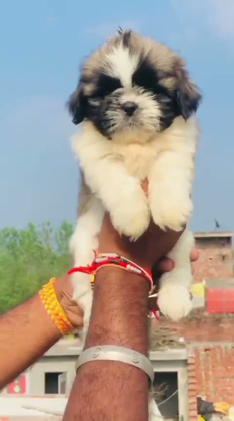 Shih Tzu | Black Color, farm video