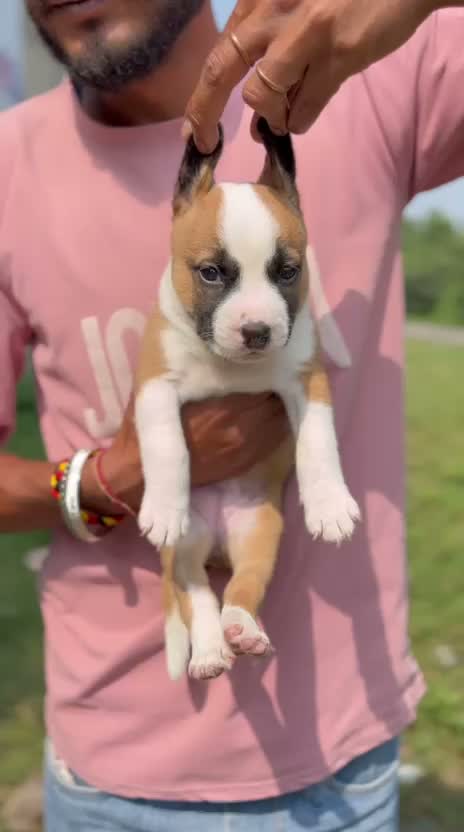 Pitbull Terrier Puppy, farm video