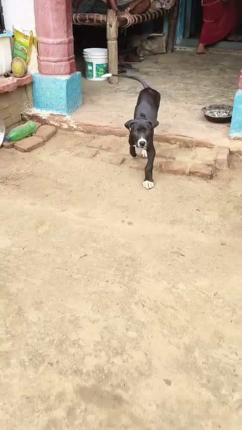 American Bully Pocket Size Puppy, farm video