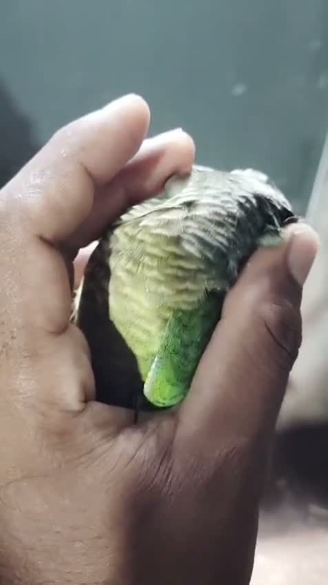 Small Cheek Conure, farm video