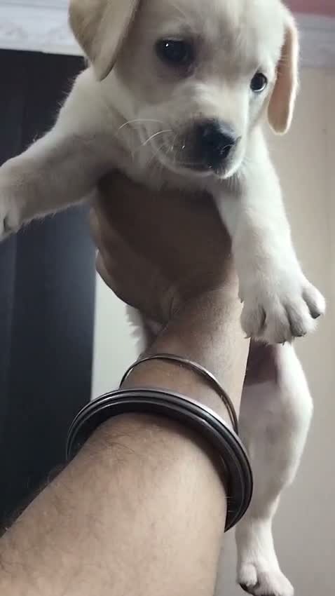 Dachshund Puppy, farm video