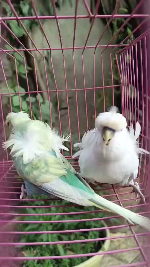 Hogoromo Budgies, farm video