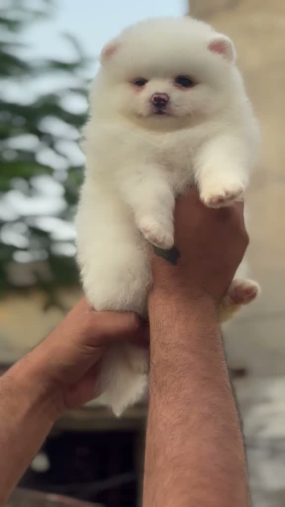 Culture Pom Puppy, farm video