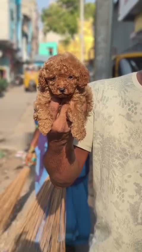 Standard Poodle Puppy, farm video