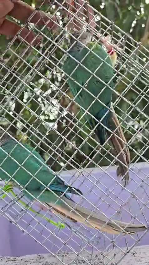 Small Cheek Conure, farm video