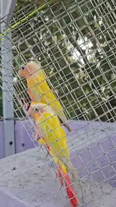 Small Cheek Conure, farm video