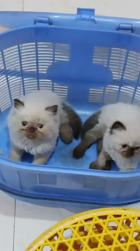 Himalayan Kitten, farm video