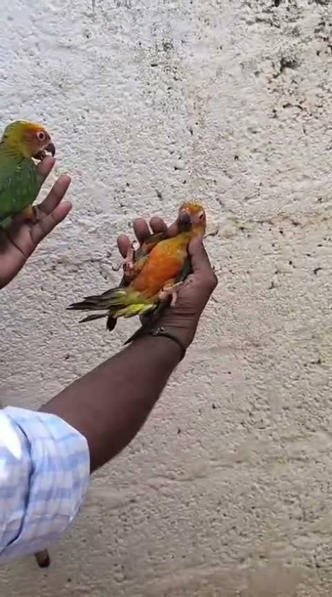 Sun Conure, farm video