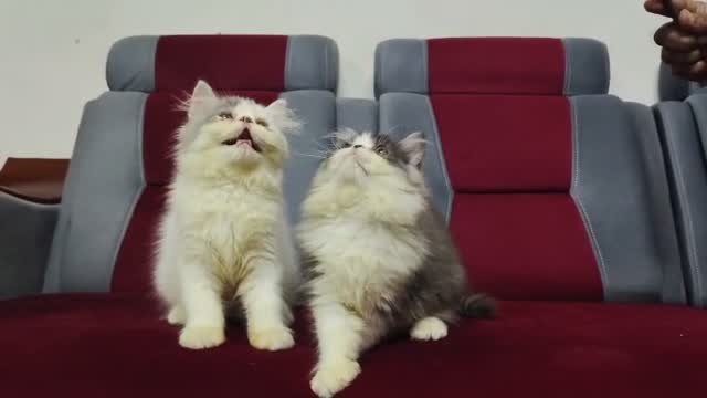 Persian, farm video