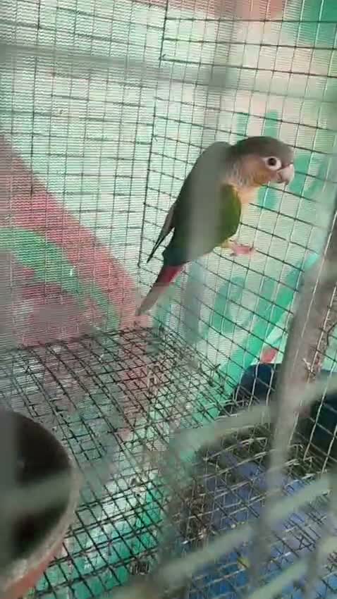 Small Cheek Conure, farm video
