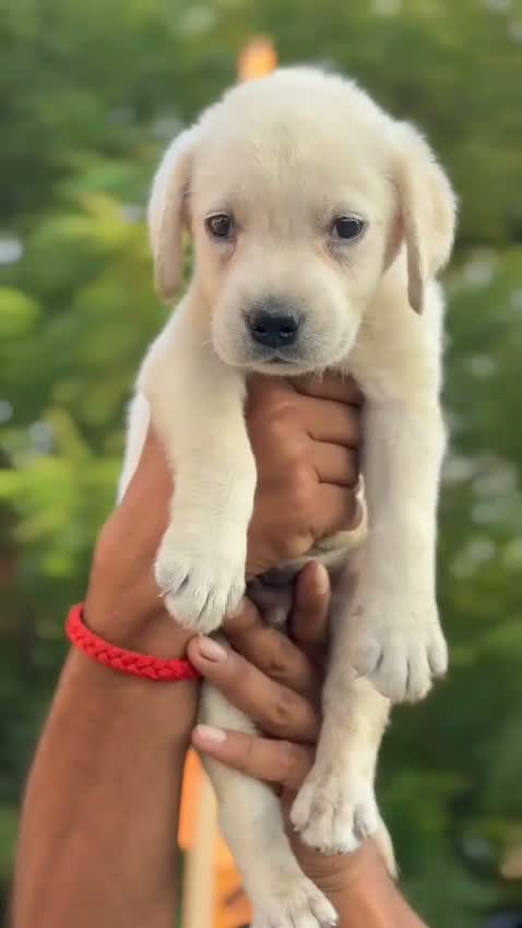 Beagle Black & Tan Puppy, farm video