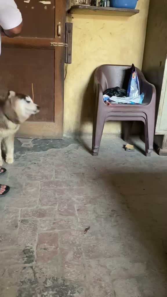 Siberian Husky Puppy | Black & White Color, farm video