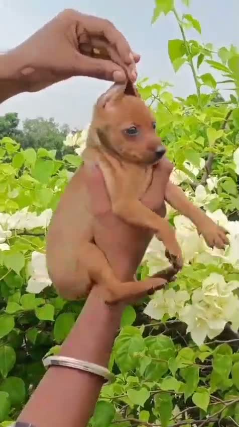 Miniature Pinscher Puppy, farm video