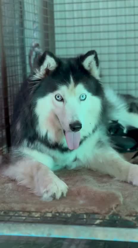 Siberian Husky Puppy | Black & White Color, farm video
