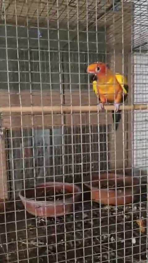 Sun Conure, farm video