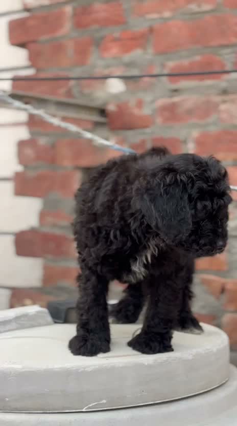 Standard Poodle Puppy, farm video