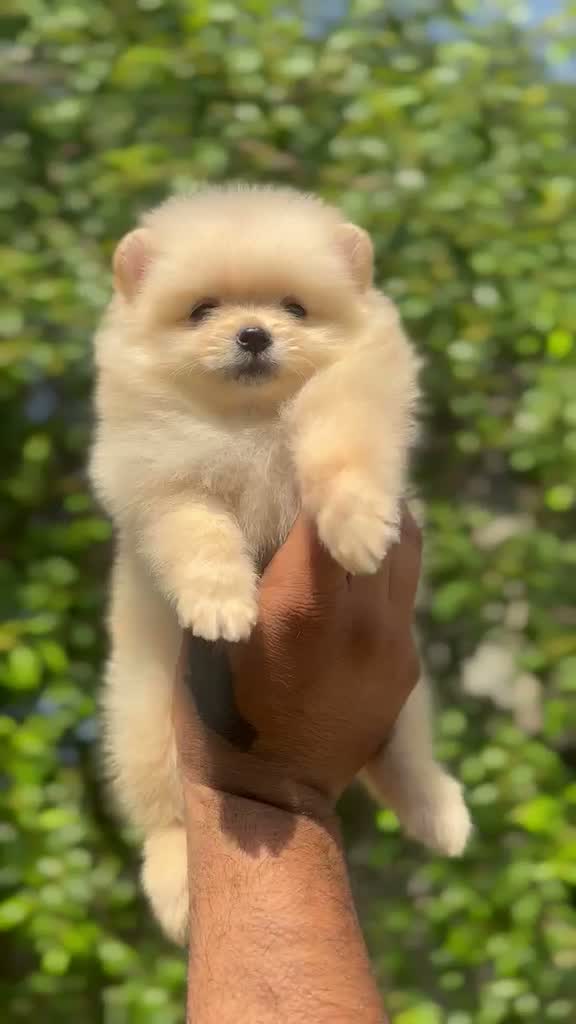 Culture Pom Puppy | Orange Color, farm video