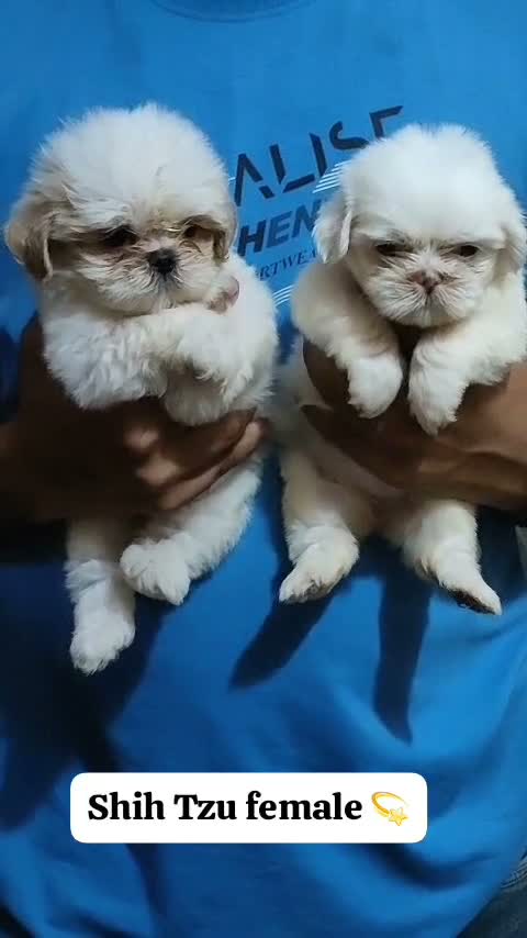 Shih Tzu | Black Color, farm video