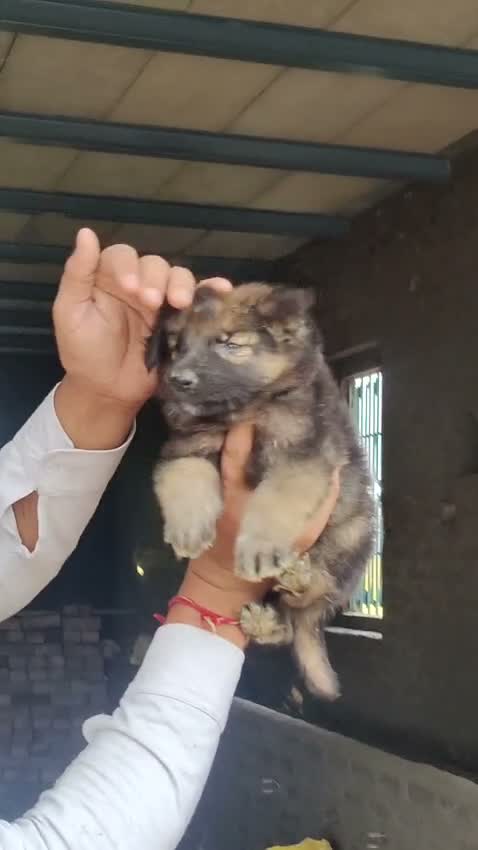 German Shepherd Puppy, farm video