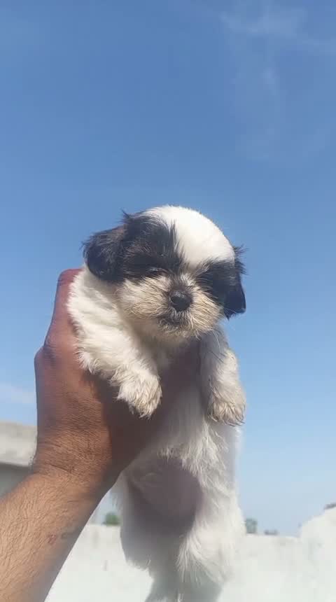 Shih Tzu | Black Color, farm video