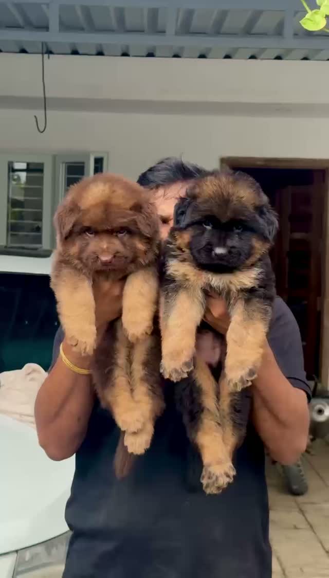 German Shepherd Puppy, farm video