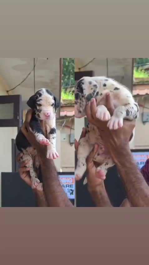 Great Dane Puppy, farm video