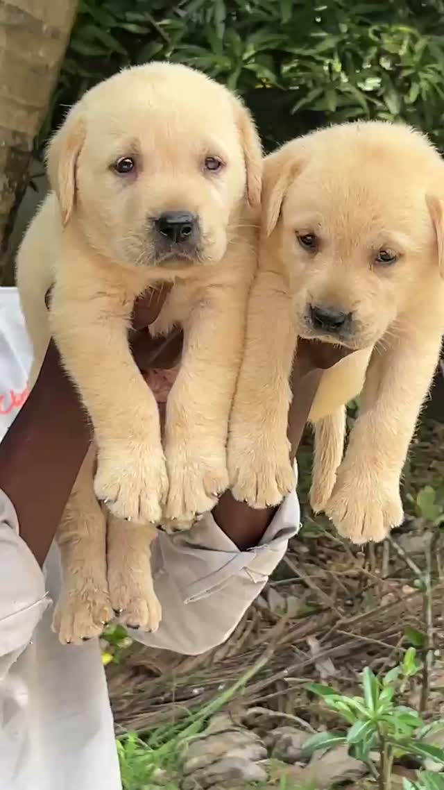 Beagle Black & Tan Puppy, farm video